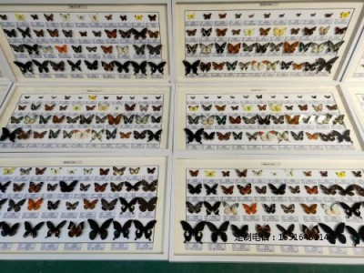 蝴蝶标本教学标本