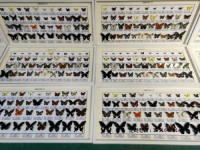 蝴蝶標本教學標本