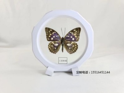 蝴蝶标本大紫蛱蝶标本