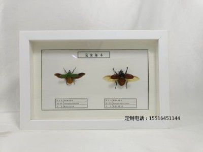 昆虫标本金龟子分类标本