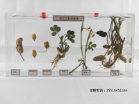 植物浸制標本花生生長史標本教學標本