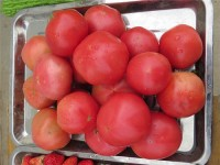 安阳蔬菜批发