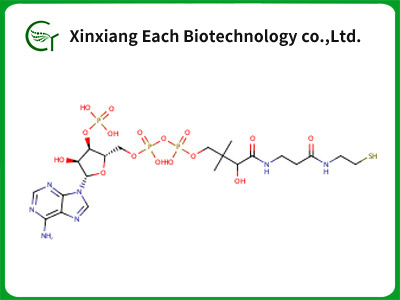 Coenzyme A