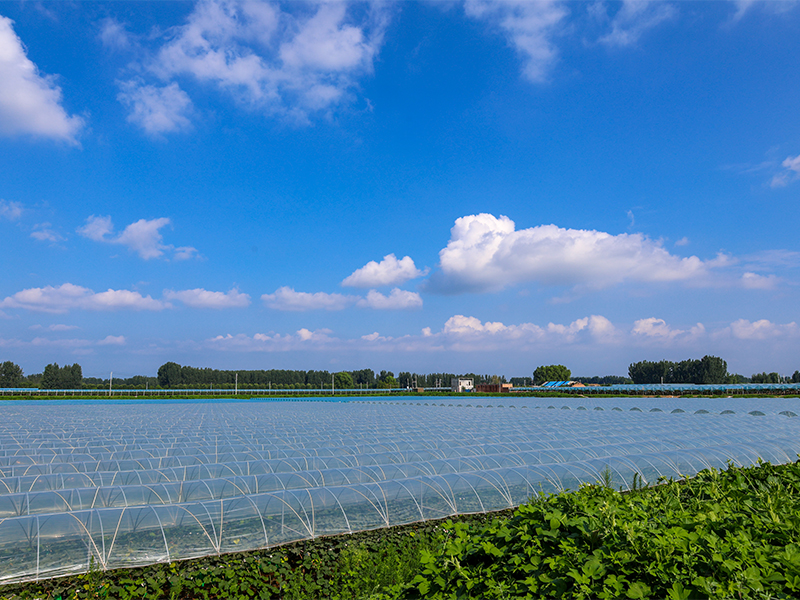 田园风采
