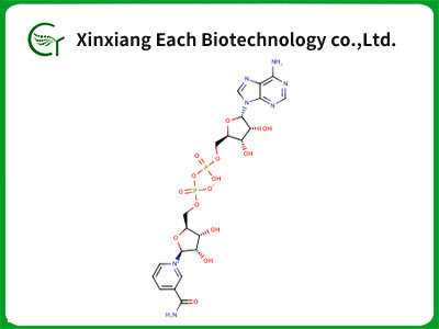 β-Nicotinamide Adenine Dinucleotide