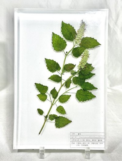 藿香包埋标本 包埋标本 中药包埋标本