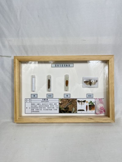 小地老虎生长史标本  昆虫生活史标本 科普教学用品