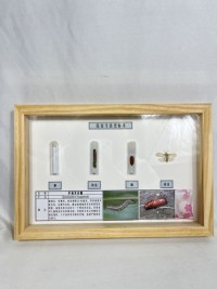 草地贪夜蛾生活史 昆虫生活史标本 科普教学用品