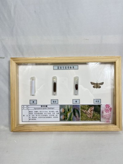银纹夜蛾生活史标本 昆虫生活史标本 科普教学用品