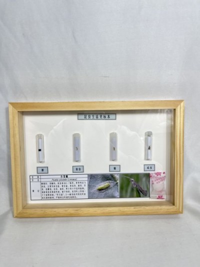 小菜蛾生活史标本 昆虫生活史标本 科普教学用品