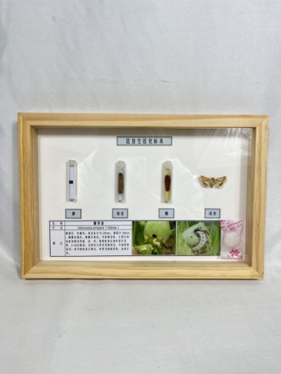 棉铃虫生活史标本 昆虫生活史标本 科普教学用品