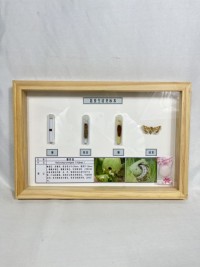 棉铃虫生活史标本 昆虫生活史标本 科普教学用品