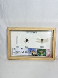 棉铃虫生活史标本 昆虫生活史标本 科普教学用品