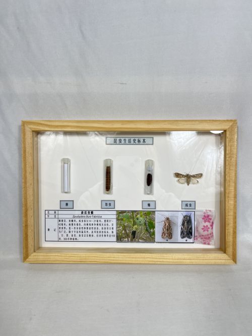 斜纹夜蛾生活史标本 昆虫生活史标本 科普教学用品