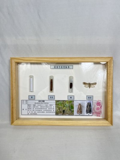 斜纹夜蛾生活史标本 昆虫生活史标本 科普教学用品
