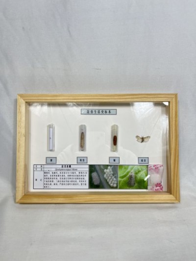 甜菜夜蛾生活史标本 昆虫生活史标本 科普教学用品