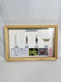 粘虫生活史标本 昆虫生活史标本 科普教学用品