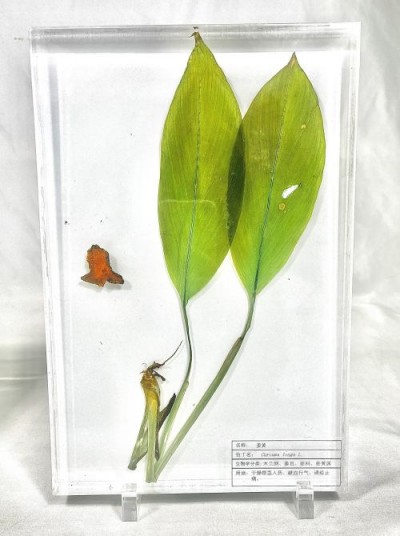 姜黄包埋标本  中草药包埋标本 植物包埋标本