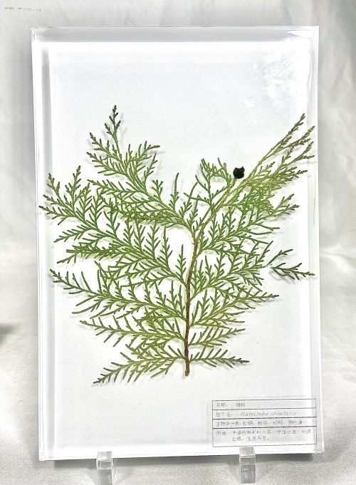 侧柏包埋标本 中草药包埋标本 植物包埋标本