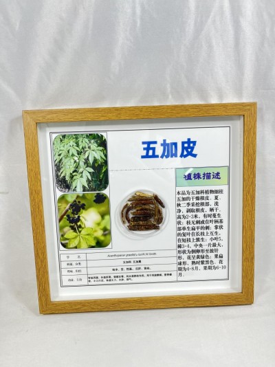 五加皮包埋标本 透明摆件 展示墙订制