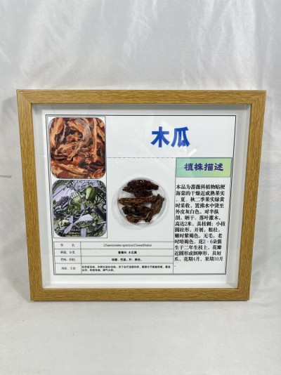 木瓜包埋标本 中草药植物腊叶标本 树脂包埋 中小学科普教学用品 办公室摆件