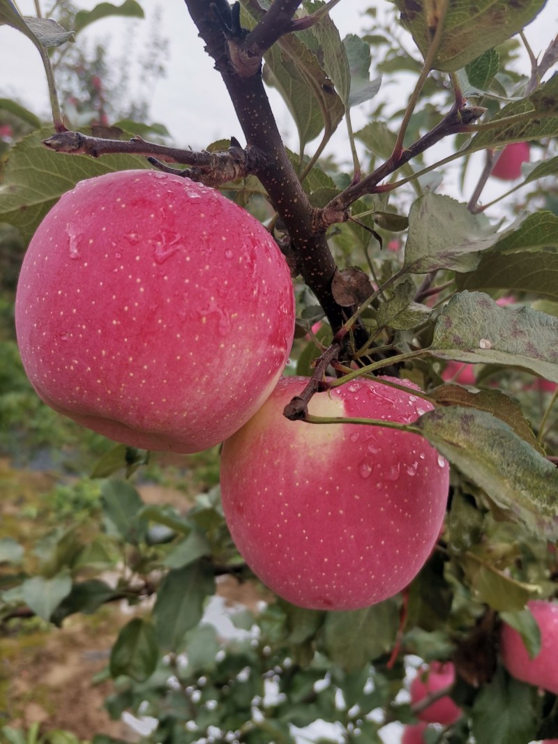 Red Fuji Apple  Origin: Shaanxi, China