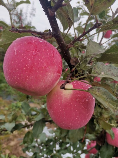 Red Fuji Apple  Origin: Shaanxi, China