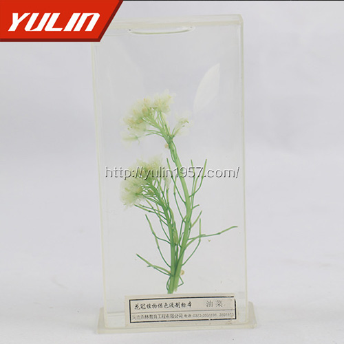 植物浸制标本.jpg