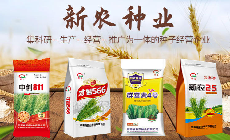 小麦种子
