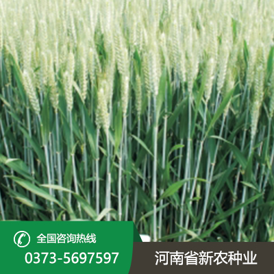 小麦种子