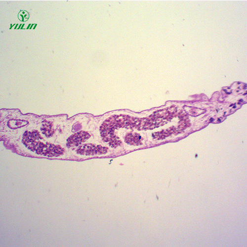 生物切片.jpg