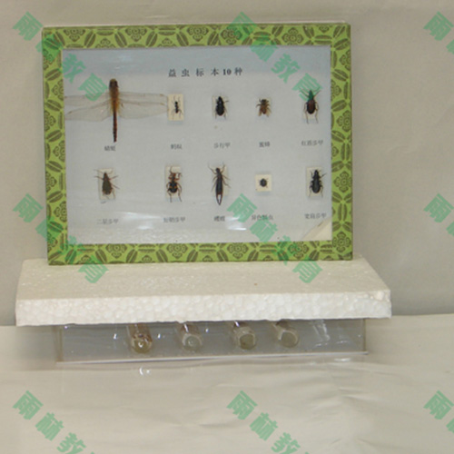 益虫标本.jpg