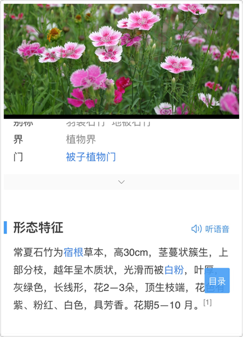 常复石竹