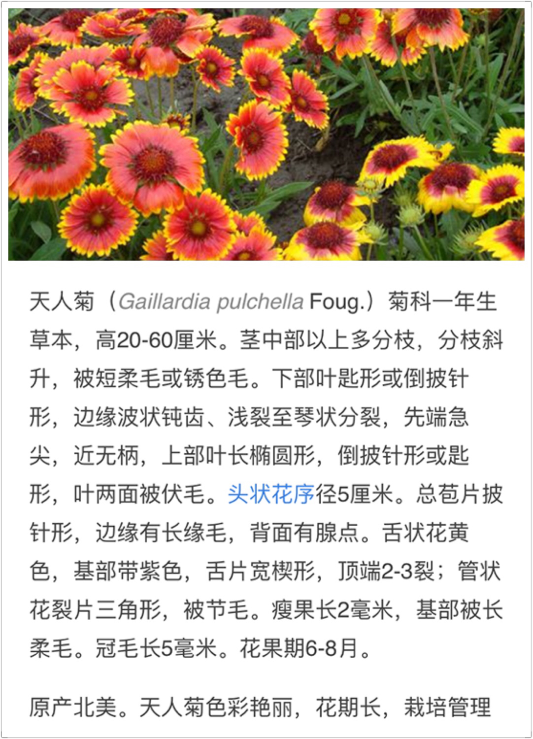 天人菊