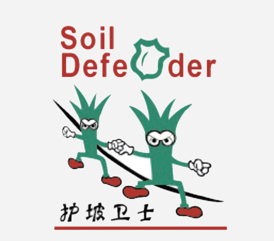 护坡高羊茅----护坡卫士