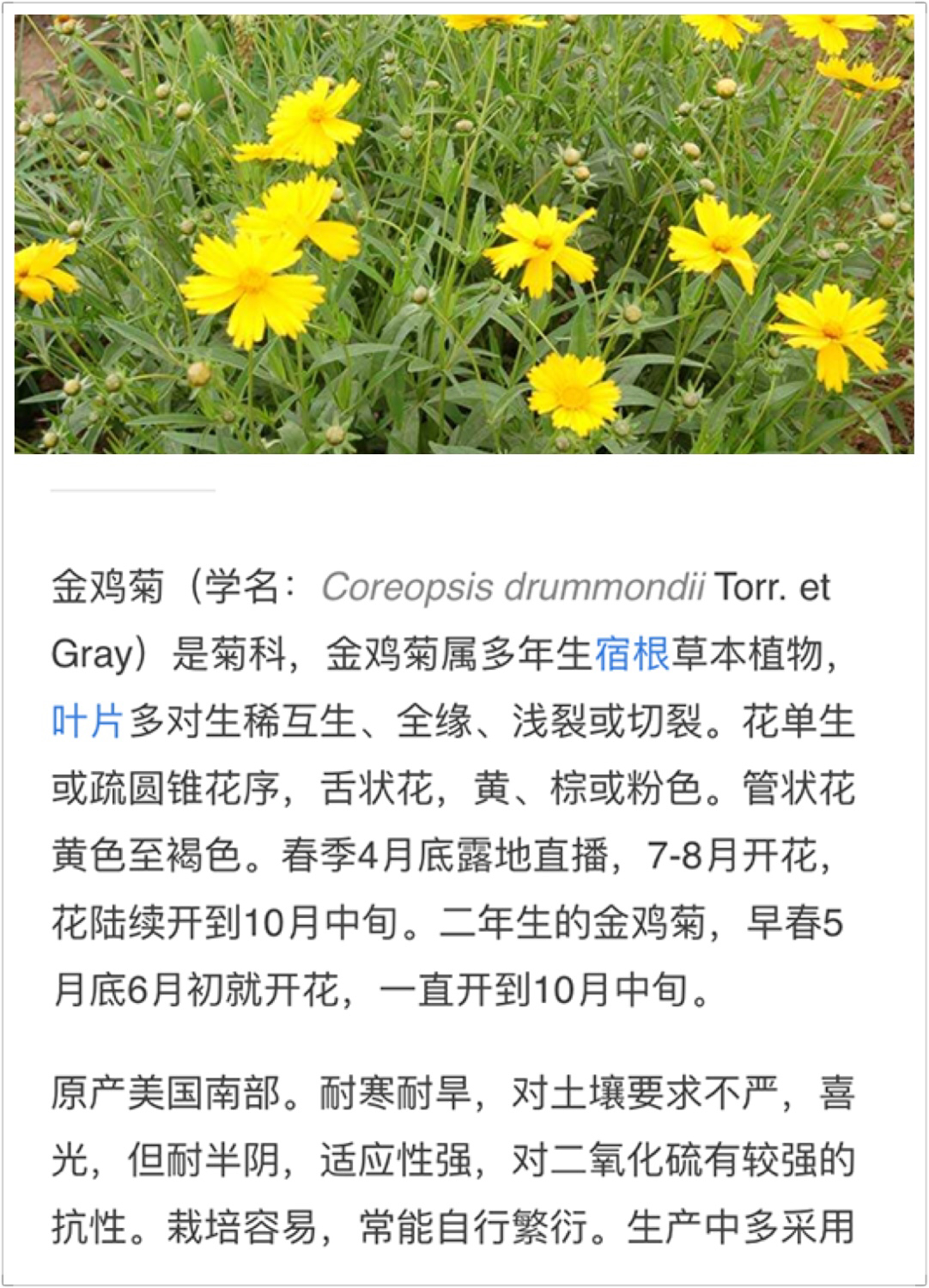 金鸡菊