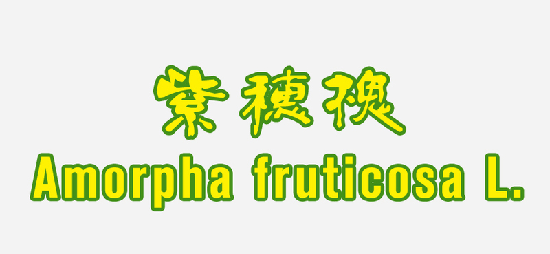 紫穗槐