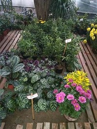 育苗效果图