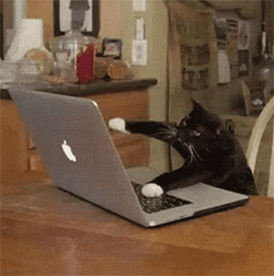 22.gif