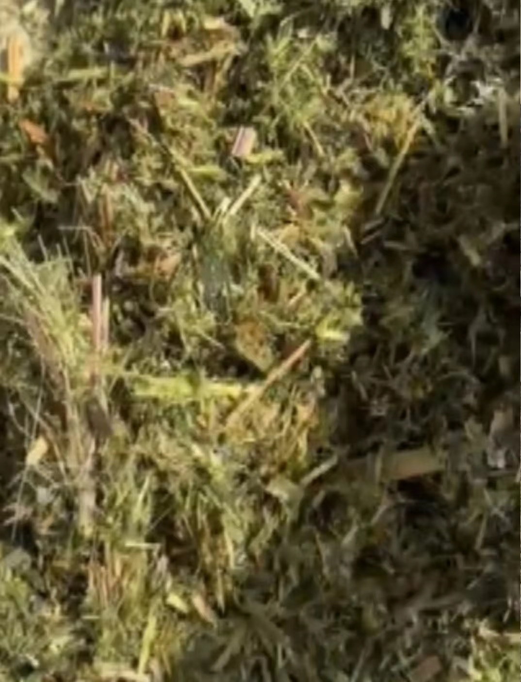 12857f2294125456a715a773bd028fe