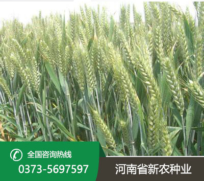 小麦种子厂家