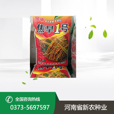 水稻种子