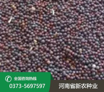 油菜花种子