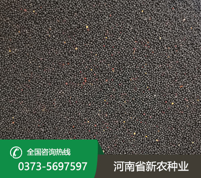 油菜籽种子