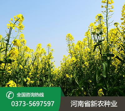 油菜种子