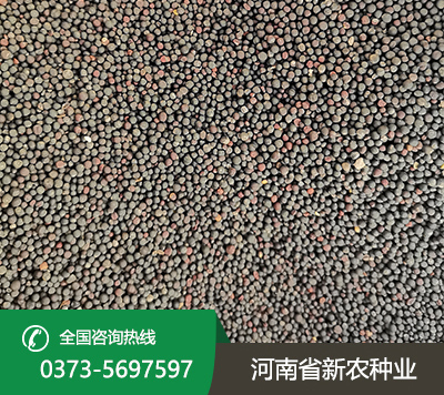 油菜种子