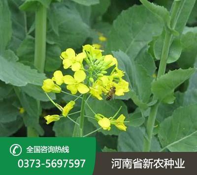 油菜种子