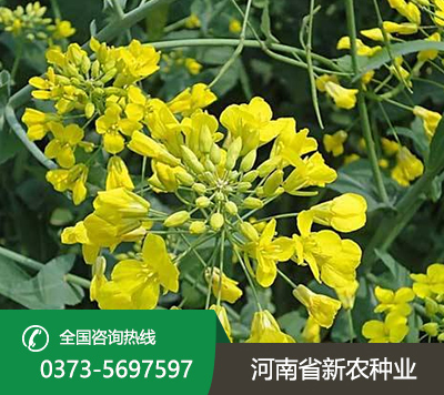 油菜花种子