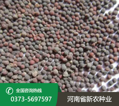 油菜籽种子