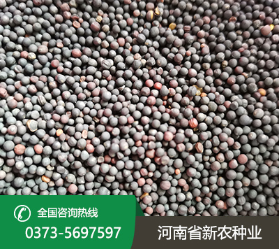 油菜籽种子